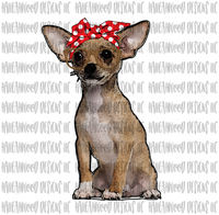 Chihuahua- Bundle