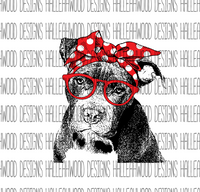 Pit Bull with Bandana and Glasses